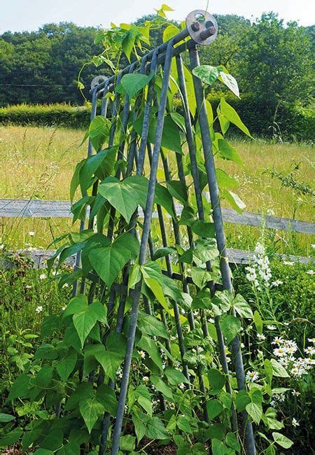 7 Ways To Make Bean Supports For Climbing Beans Planting Green Beans