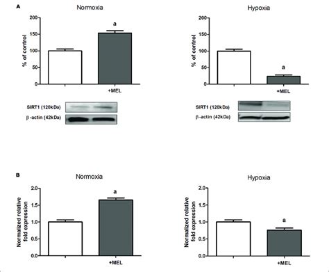 Melatonin Effect On Sirtuin Sirt Expression Panel A Protein