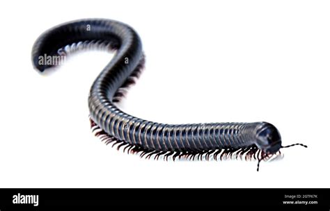 Millipede Isolated On White Background Stock Photo Alamy