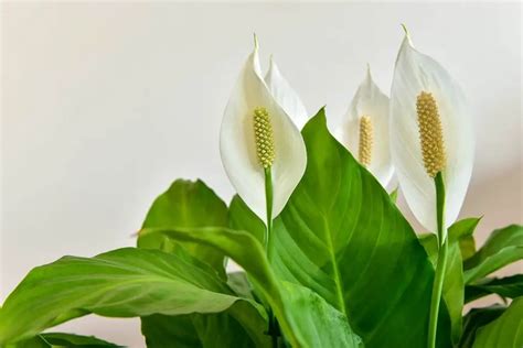 The Various Flowering Stages of a Peace LiLy - Plantglossary