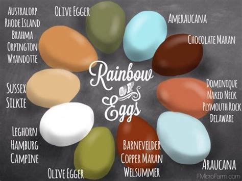 Chicken Egg Color Chart Chicken Egg Color Chart Breed Specific For The Farmgirl Huevos De