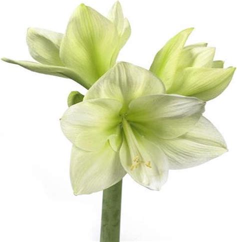 Amaryllis Wit 10 Stelen Hippeastrum