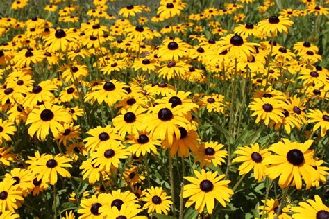 How To Grow Black Eyed Susans A Native Plant Dengarden