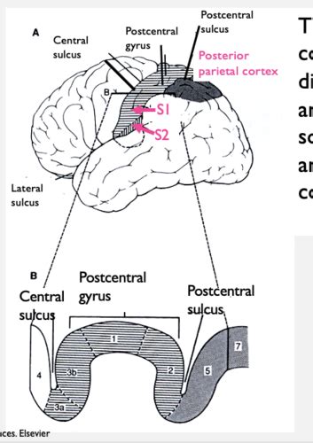 Somatosensory Cortex Flashcards Quizlet