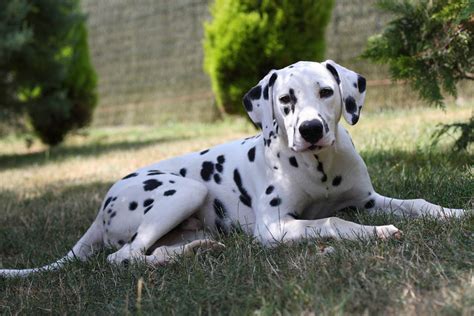 Dalmatien Caract Re Et Ducation Pagesjaunes