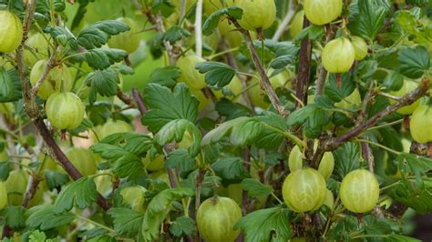 How to do gooseberry pruning for a big harvest | Gardeningetc