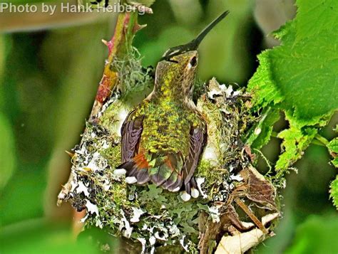 Rufous Hummingbird East Cascades Audubon Society