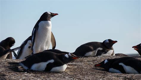 Gentoo Penguin (Pygoscelis papua) | about animals