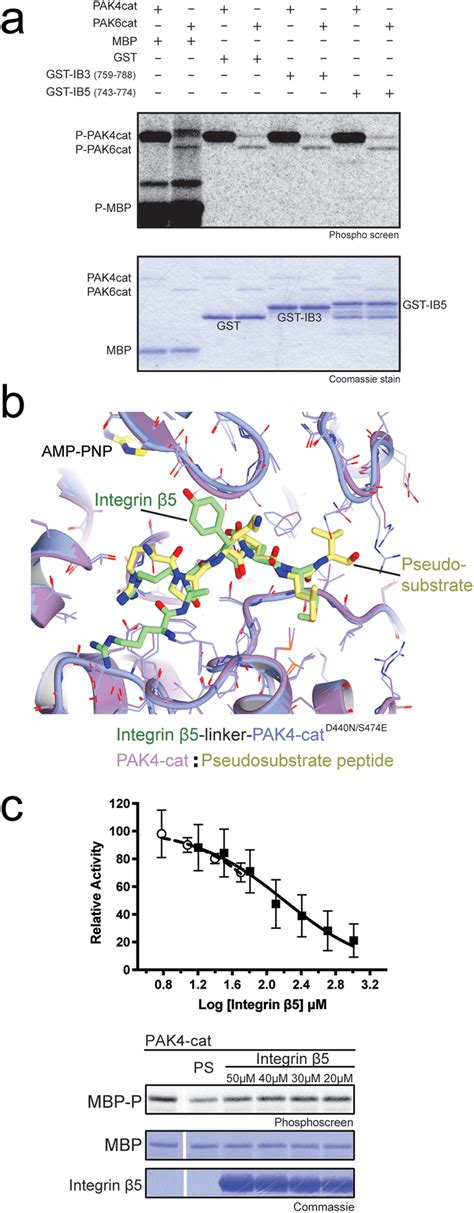 In vitro impact of integrin β5 cytoplasmic tail on PAK4 kinase