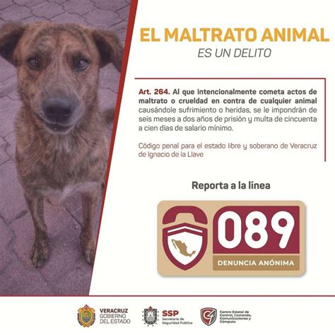 En 2022 C4 Tuvo 243 Denuncias Por Maltrato Animal