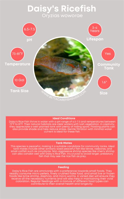 Types Of Killifish How To Care For Them