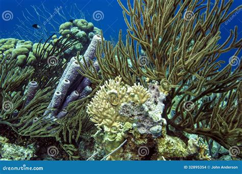 Underwater Coral Reef Purple Tube Sponge Stock Photo Image Of Coral