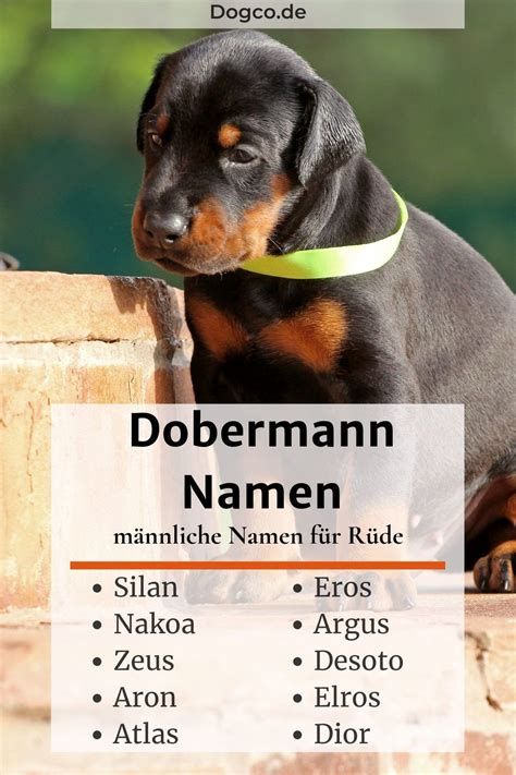 Dobermann Namen männliche Namen Namensliste mit Bedeutung