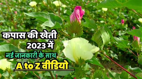 Cotton Farming Kapas Ki Kheti Kaise Karen Youtube