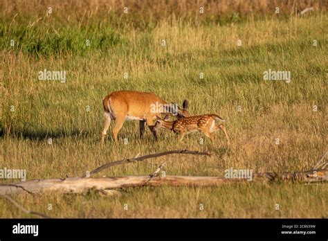 Whitetail Deer Doe and Fawn Stock Photo - Alamy