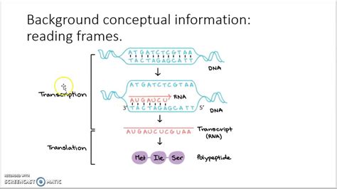 Why Does Dna Have 6 Reading Frames Webframes Org