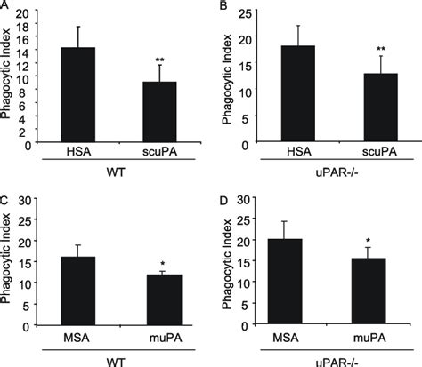 The Urokinase Type Plasminogen Activator Upa Receptor Upar Is Not