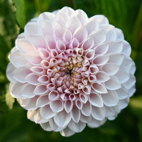 Tropical Sunrise Dahlia Tuber Bundle Grown In Ontario Canada — Replanted Farm And Flowers