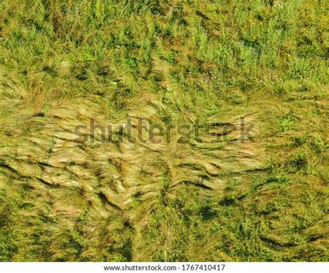 Green Grass After Rain Down Stock Photo 1767410417 Shutterstock