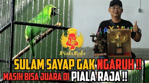 Piala Raja Jago Sf Aura Dan Wibawa Cucak Ijo Temox Stabil