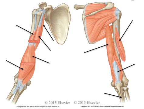 Arm Muscles Diagram Quizlet