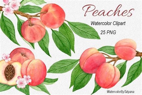 Peach Watercolor Clip Art Graphic By StepanovaArt Creative Fabrica