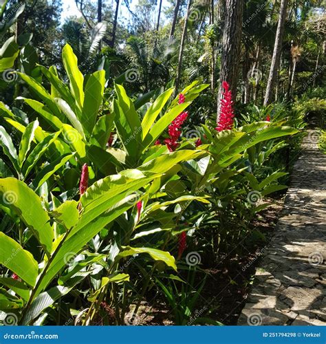 Tropical Thickets In The Mountains Above The City Of Puerto Plata