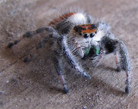 Regal Jumping Spider Female By Spiderphotographer On Deviantart