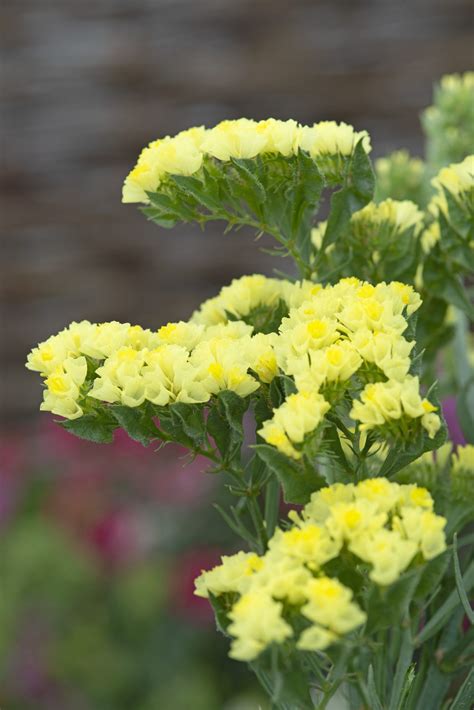 Statice Limonium Sinuatum Forever Moonlight Muller Seeds