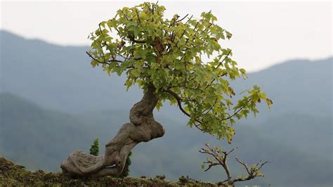 Foto Kekurangan Dan Kelebihan Menanam Bonsai Dari Benih