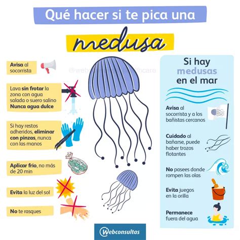 Las Picaduras De Las Medusas Infografia Infographic Health Porn Sex