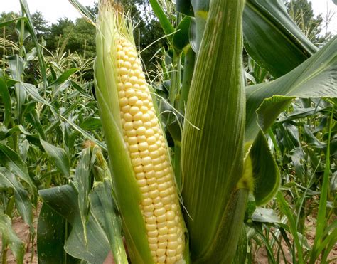 How to grow Sweet Corn in the container | sweet corn growing in the container - NatureBring