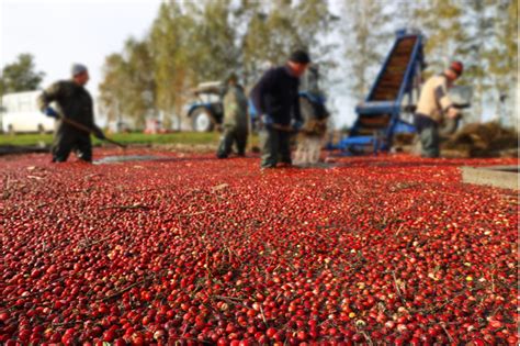 How Can Cranberry Bogs Benefit From Solar Energy? - BD Electrical Services