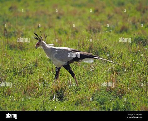 Secretary Bird Or Secretarybird Sagittarius Serpentarius Hunting On