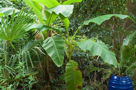 How To Grow Banana Plants Bbc Gardeners World Magazine