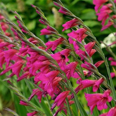 Wildgladiolen Gladiolus Communis Ssp Byzantinus Blumenzwiebeln