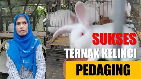 Bu Indri Sukses Ternak Kelinci Pedaging I Kelinci Picture YouTube