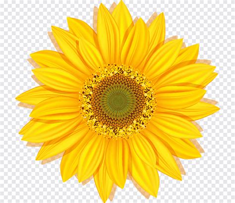 Common Sunflower Graphy Sunflower Sunflower Sunflower Seed Png Pngegg