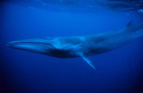 Endangered Whales List