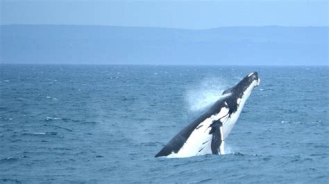 West Australian Whale Migration Puts On A Show Photos Video