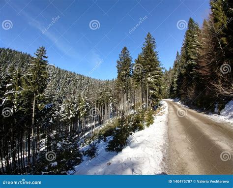 Nature Under The Snow With Sun And Shadows In Winter Stock Image