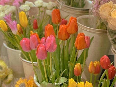 Pin By Zmn On Tulip Flower Aesthetic Pretty Flowers Tulips