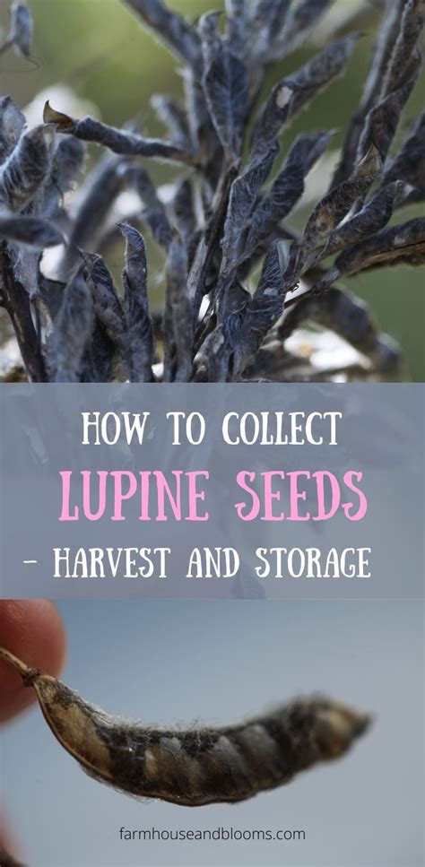 How To Collect Lupine Seeds Harvest And Storage Lupines Seeds Harvest