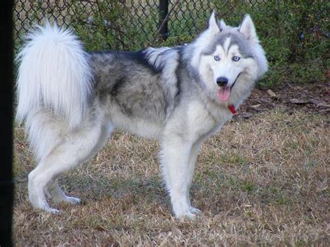 Huskimo Dog Breed Siberian Husky And American Eskimo Mix