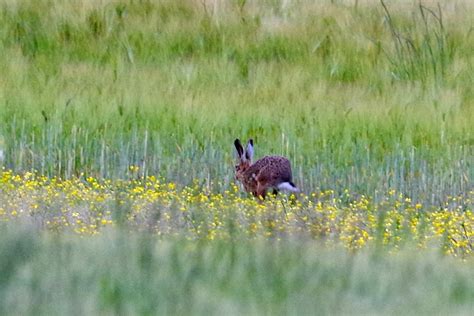 Brown Hare from 45230 Sainte Geneviève des Bois France on May 28 2024