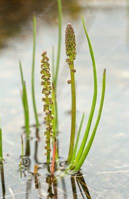 Marsh Arrowgrass Triglochin Palustris Stock Image C033 0651