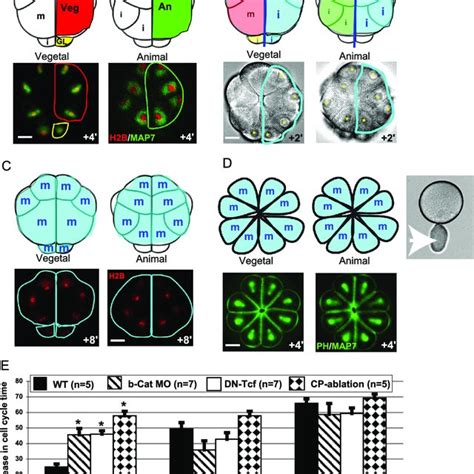 Nuclear β Catenin Is Sufficient To Speed Up Cell Cycle At Mbt A Wt