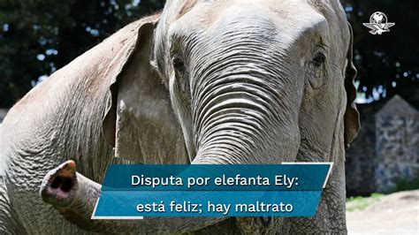 Ely La Elefanta En Controversia Youtube