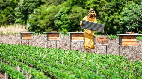 Polinização De Abelhas Impulsiona Agricultura E Preserva Matas Nativas