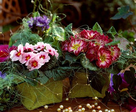 Primula Acaulis Bild Kaufen Gartenbildagentur Friedrich